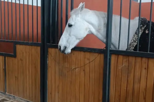 Şahinbey binicilik ve geleneksel sporlar merkezi - Resim 13