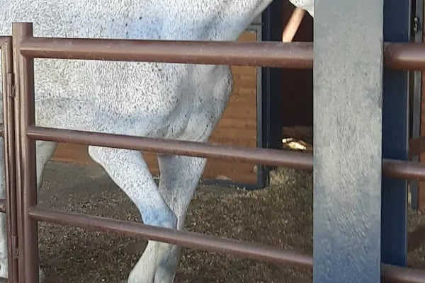 Şahinbey binicilik ve geleneksel sporlar merkezi - Resim 16
