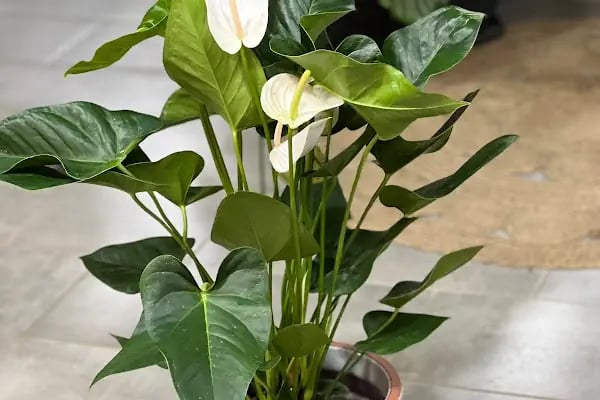 Botanica Flower - Resim 12