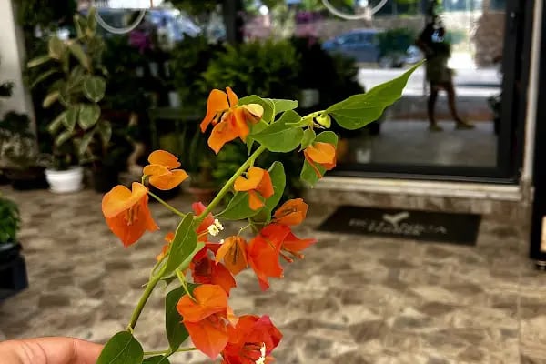 Botanica Flower - Resim 7