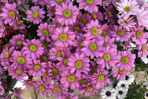 Botanica Flower - Resim 15