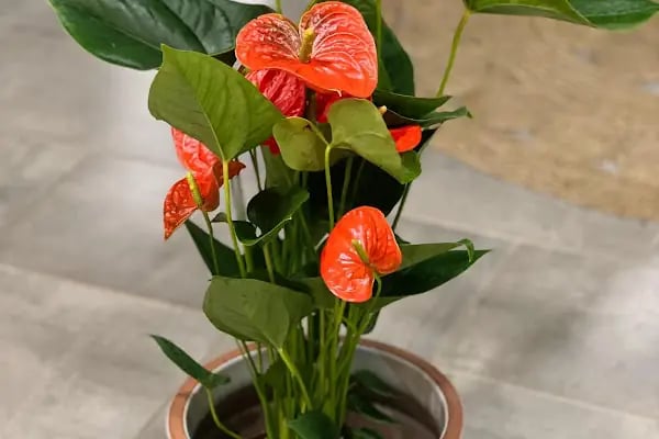 Botanica Flower - Resim 18