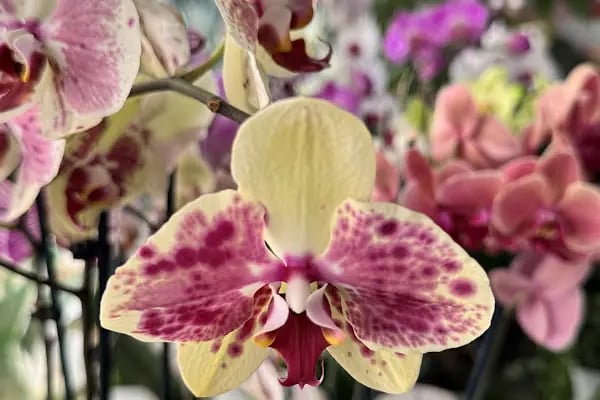 Botanica Flower - Resim 13