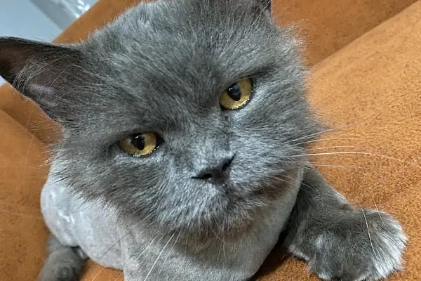 Adana Veteriner Kliniği PetBoss Sarıçam - Resim 5