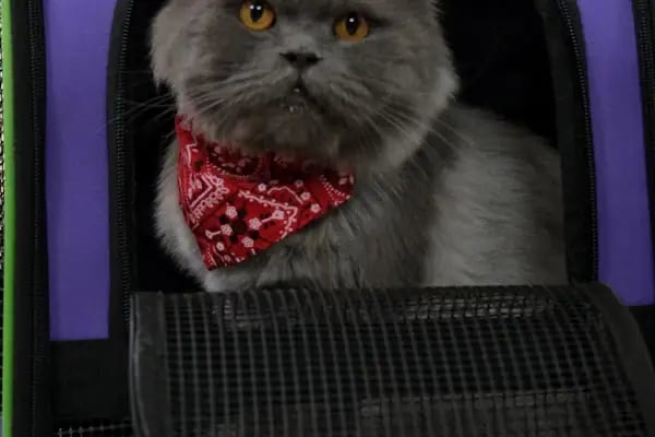 Adana Veteriner Kliniği PetBoss Sarıçam - Resim 7