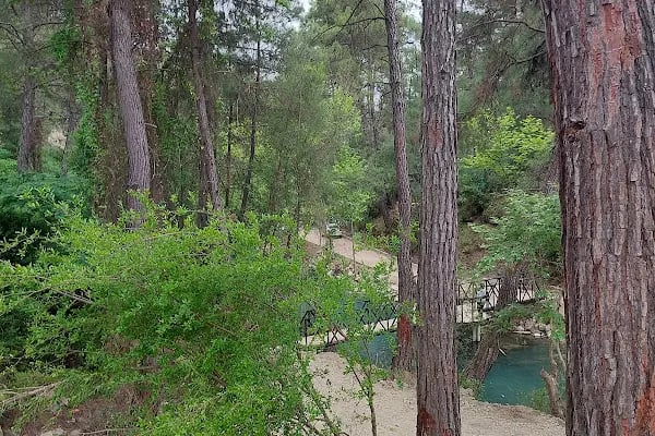 Yedigöze Orman Parkı - Resim 13