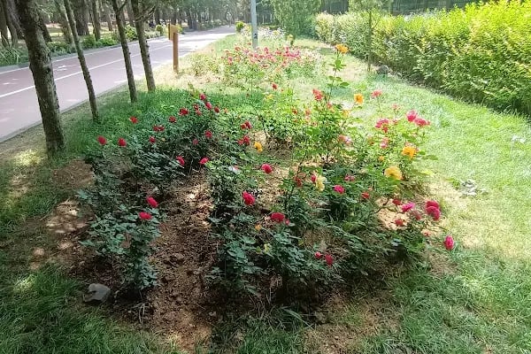 Çekmeköy Doğa Parkı - Resim 20