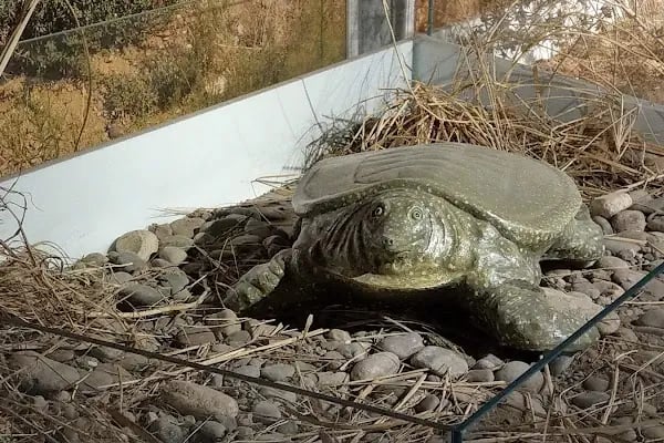 Kelaynak Kuşları Koruma Alanı - Resim 14