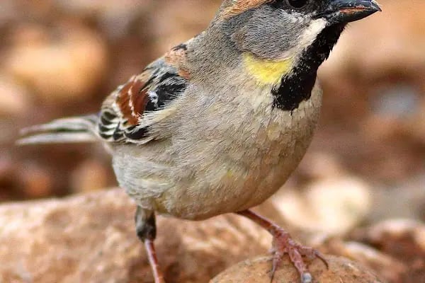 Kelaynak Kuşları Koruma Alanı - Resim 17