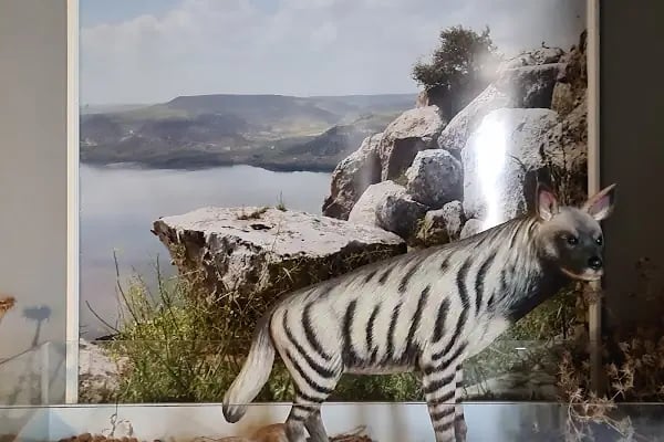 Kelaynak Kuşları Koruma Alanı - Resim 5