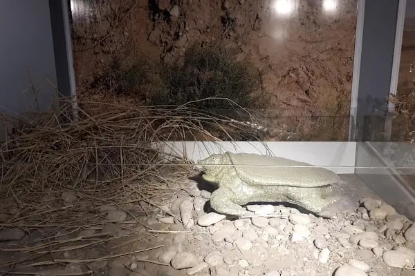 Kelaynak Kuşları Koruma Alanı - Resim 19