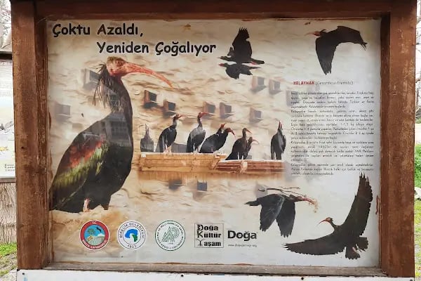 Kelaynak Kuşları Koruma Alanı - Resim 12