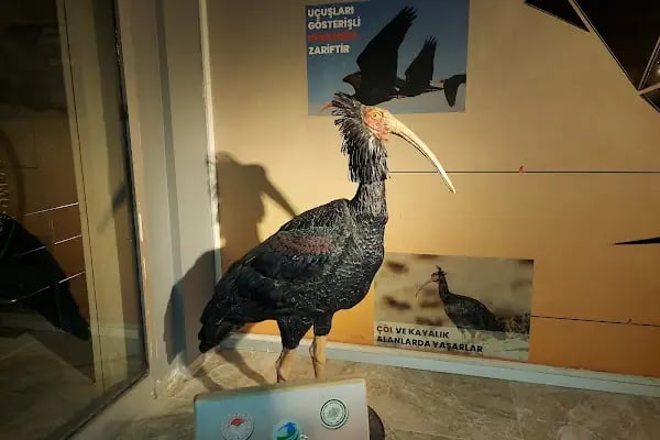 Kelaynak Kuşları Koruma Alanı - Resim 4