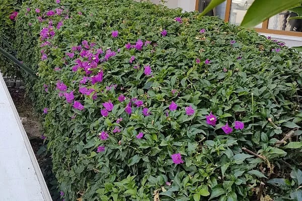 Orient Palace Otel - Resim 6
