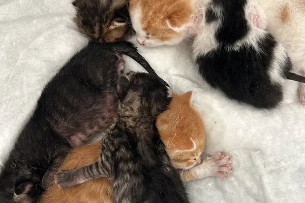 Güneştepe Veteriner Muayenehanesi - Resim 5