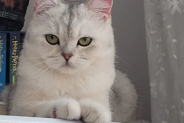 Güneştepe Veteriner Muayenehanesi - Resim 19