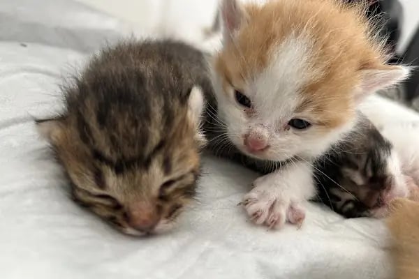 Güneştepe Veteriner Muayenehanesi - Resim 14
