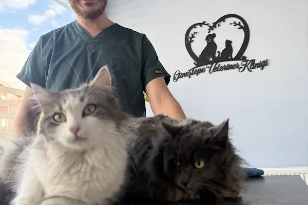 Güneştepe Veteriner Muayenehanesi - Resim 4