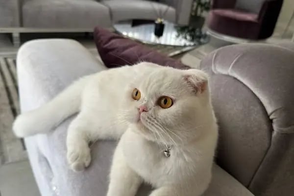 Güneştepe Veteriner Muayenehanesi - Resim 2