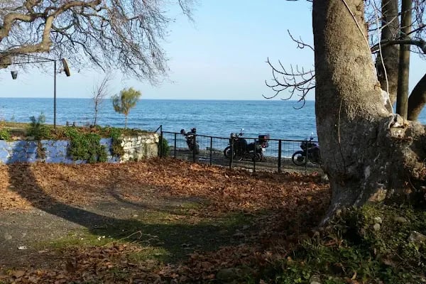 Uçmakdere Çınar - Resim 9