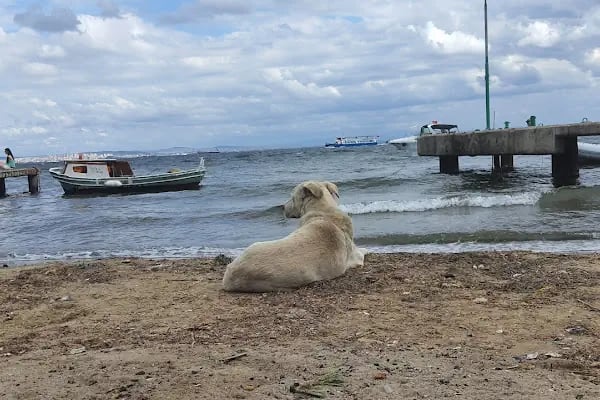 Büyükada Su Sporları Kulübü Yüzme Havuzu - Resim 15