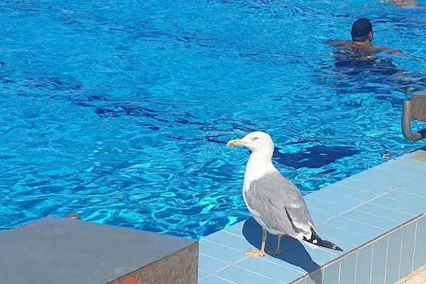 Büyükada Su Sporları Kulübü Yüzme Havuzu - Resim 5