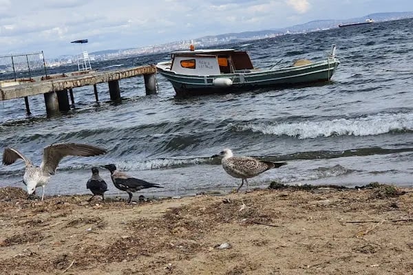 Büyükada Su Sporları Kulübü Yüzme Havuzu - Resim 18