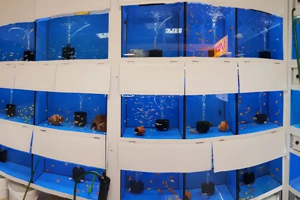 MOBA PETSHOP AKVARYUM - Resim 12