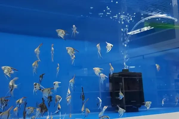 MOBA PETSHOP AKVARYUM - Resim 7