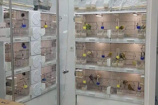 MOBA PETSHOP AKVARYUM - Resim 13