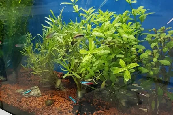 MOBA PETSHOP AKVARYUM - Resim 5