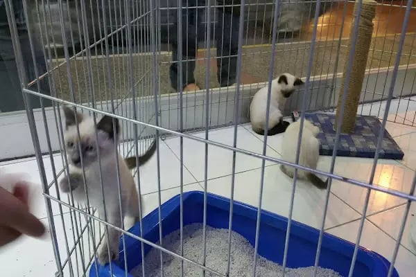 Hobby pet shop hobi grup ltd. - Resim 11