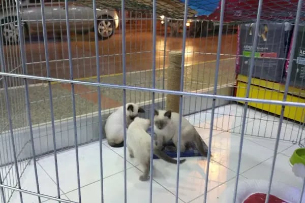 Hobby pet shop hobi grup ltd. - Resim 5
