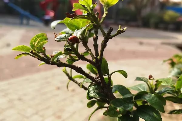 Komando Onb. Hakan Kuyucu Parkı - Resim 4