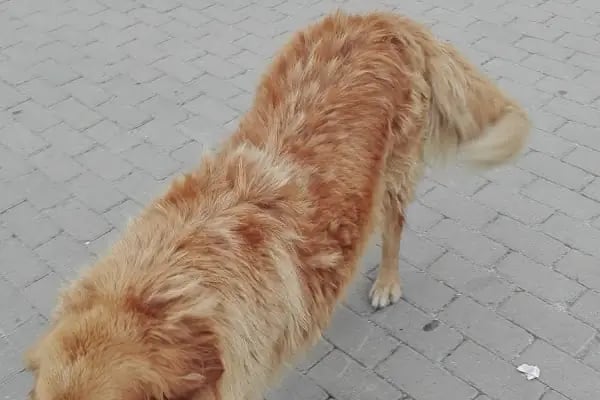Özhan Marketler Zinciri - Bademli - Resim 14