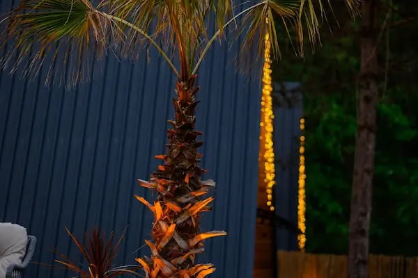 Sapanca Pine Life - Resim 4