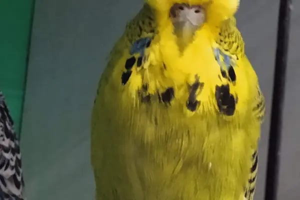 İNEGÖL ALO MAMA İnegöl Petshop Tiryaki petshop inegöl akvaryum - Resim 5