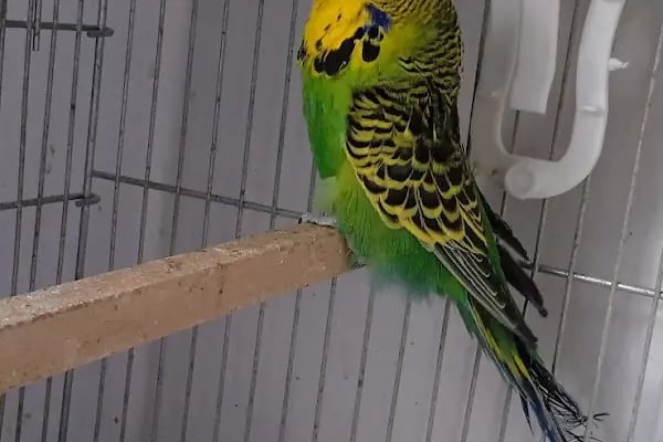 İNEGÖL ALO MAMA İnegöl Petshop Tiryaki petshop inegöl akvaryum - Resim 18