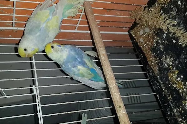 İNEGÖL ALO MAMA İnegöl Petshop Tiryaki petshop inegöl akvaryum - Resim 20