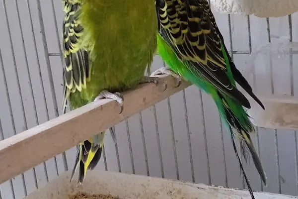 İNEGÖL ALO MAMA İnegöl Petshop Tiryaki petshop inegöl akvaryum - Resim 6