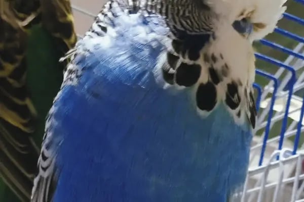 İNEGÖL ALO MAMA İnegöl Petshop Tiryaki petshop inegöl akvaryum - Resim 12