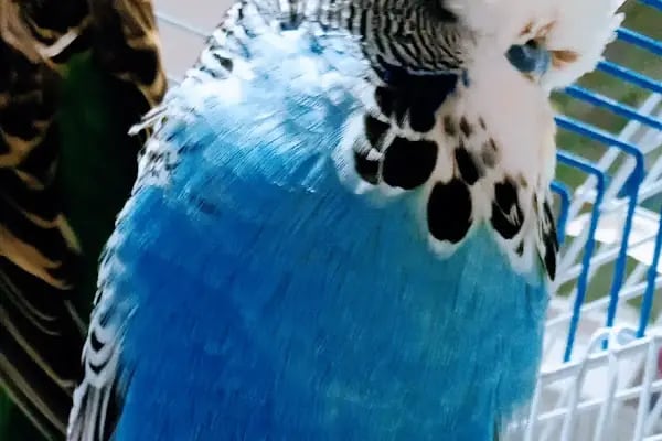 İNEGÖL ALO MAMA İnegöl Petshop Tiryaki petshop inegöl akvaryum - Resim 3