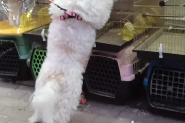 İNEGÖL ALO MAMA İnegöl Petshop Tiryaki petshop inegöl akvaryum - Resim 19