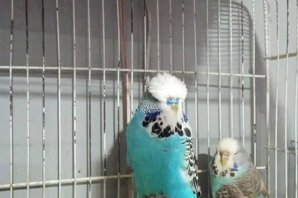 İNEGÖL ALO MAMA İnegöl Petshop Tiryaki petshop inegöl akvaryum - Resim 17
