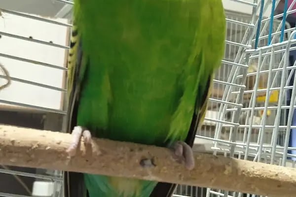 İNEGÖL ALO MAMA İnegöl Petshop Tiryaki petshop inegöl akvaryum - Resim 9