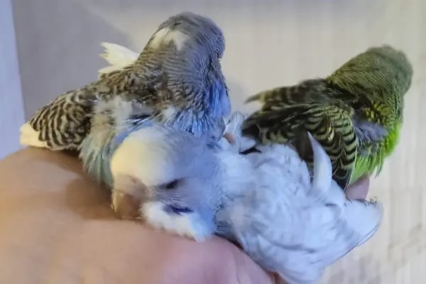 İNEGÖL ALO MAMA İnegöl Petshop Tiryaki petshop inegöl akvaryum - Resim 7