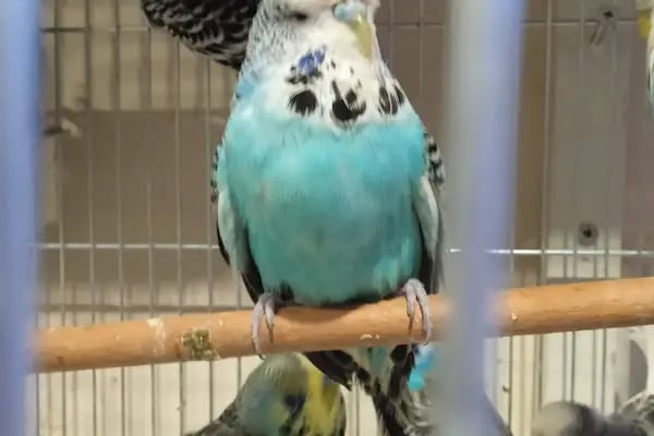 İNEGÖL ALO MAMA İnegöl Petshop Tiryaki petshop inegöl akvaryum - Resim 8