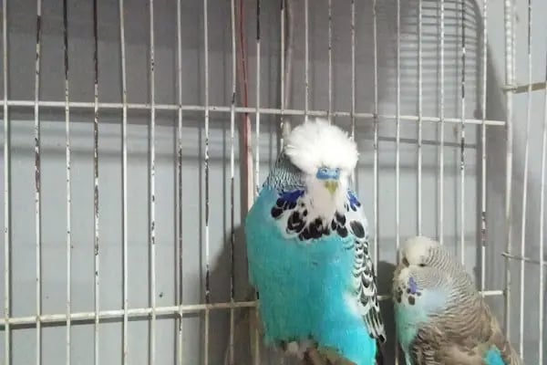 İNEGÖL ALO MAMA İnegöl Petshop Tiryaki petshop inegöl akvaryum - Resim 14
