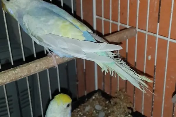 İNEGÖL ALO MAMA İnegöl Petshop Tiryaki petshop inegöl akvaryum - Resim 11