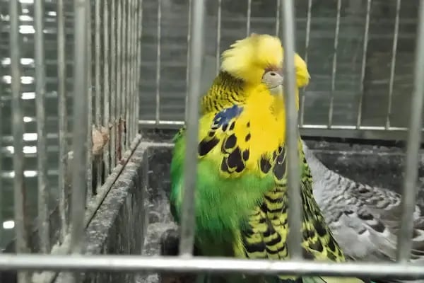 İNEGÖL ALO MAMA İnegöl Petshop Tiryaki petshop inegöl akvaryum - Resim 15
